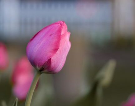 Blurred background with rose colored tulips. The one in the foreground is just ready to open.