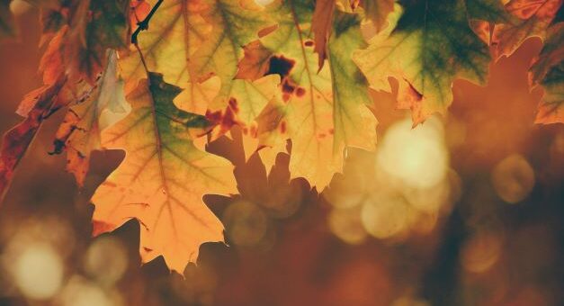The image shows late fall leaves hanging from a branch in the foreground with a blurred background.