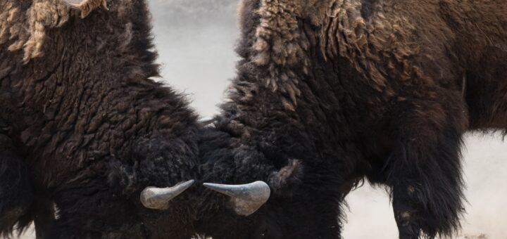 This image shows a close up of two hairy animals stubbornly nose to nose.